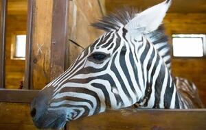 К поискам сбежавшей зебры привлекли лошадей и квадрокоптер