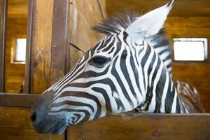 К поискам сбежавшей зебры привлекли лошадей и квадрокоптер