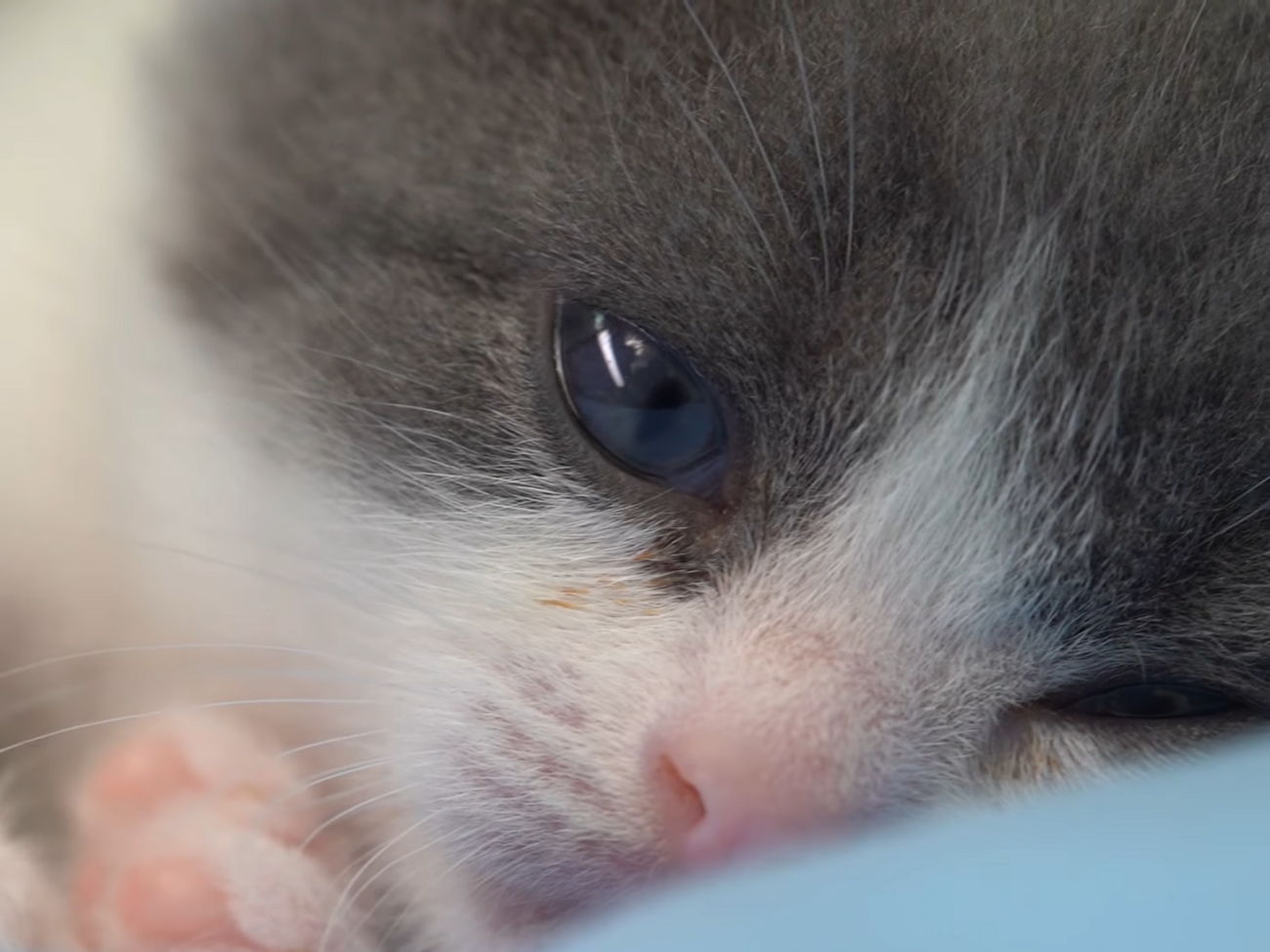 Часник &ndash; точна копія свого померлого прототипу