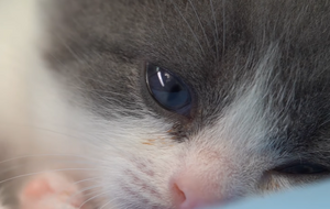 Чеснок – точная копия своего умершего прототипа