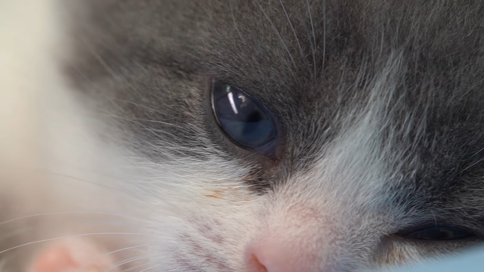 Часник – точна копія свого померлого прототипу