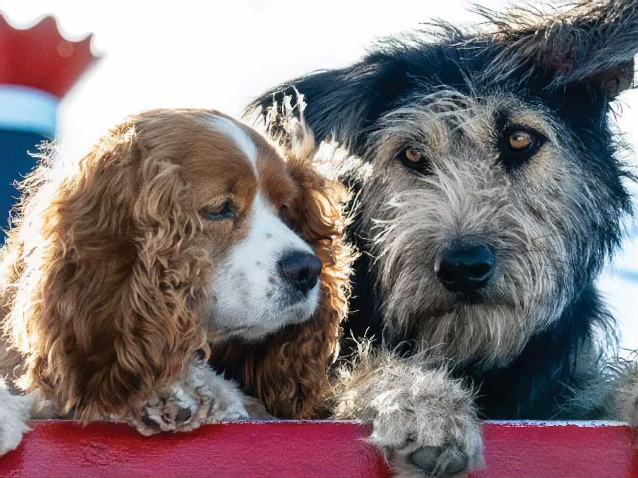 В центре сюжета любовь кокер-спаниеля по кличке Леди и дворняги Бродяги
