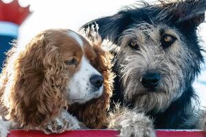 В центре сюжета любовь кокер-спаниеля по кличке Леди и дворняги Бродяги