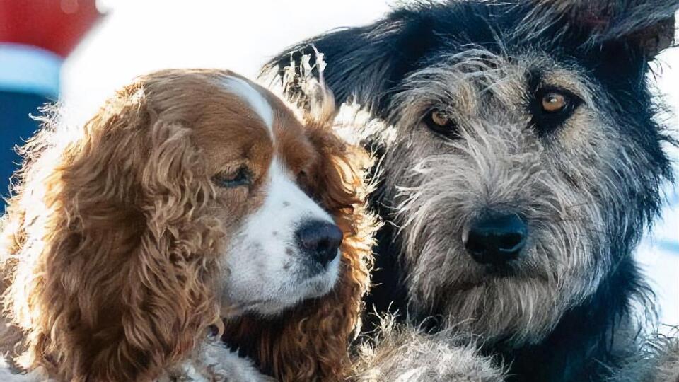 В центре сюжета любовь кокер-спаниеля по кличке Леди и дворняги Бродяги