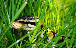 С начала 2019 года от укусов змей в Украине пострадало 32 ребенка