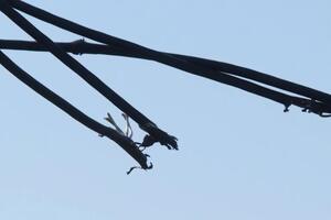 Обірваний провід електропередач упав на проїжджу частину, де перебували жінка та її онука