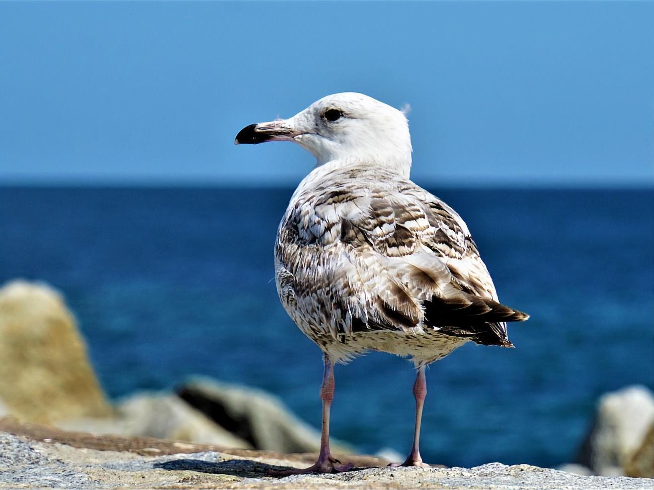 Судоходство ограничили на месяц