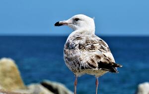 Судоходство ограничили на месяц