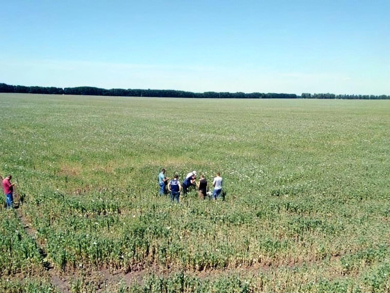 У Полтавській області виявили незаконні посіви маку