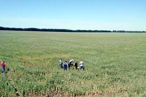 У Полтавській області виявили незаконні посіви маку