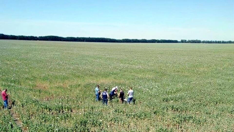 У Полтавській області виявили незаконні посіви маку