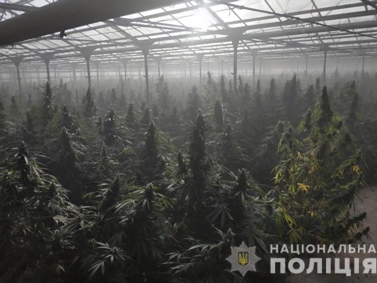 Плантация была оборудована высокотехнологичными системами подогрева, освещения, полива, подкормки почвы и воздуха