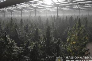 Плантация была оборудована высокотехнологичными системами подогрева, освещения, полива, подкормки почвы и воздуха