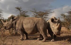 На Землі залишилося лише дві самки північного білого носорога