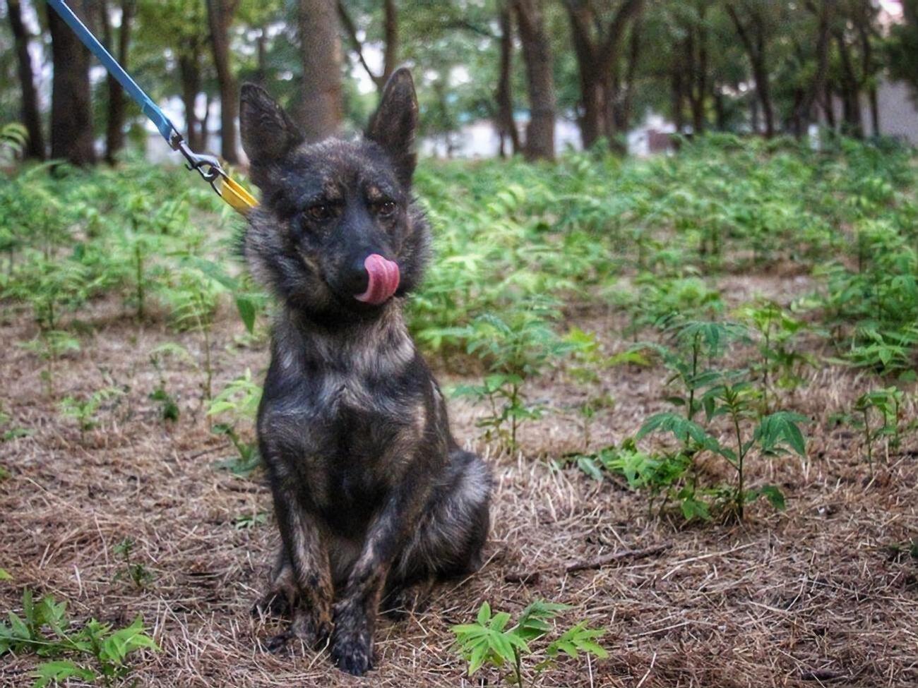 Джесси вернулась в Украину 29 июля