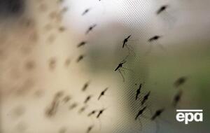 Малярия – инфекционное заболевание, которое вызывается паразитами, передающимися человеку при укусе инфицированными комарами
