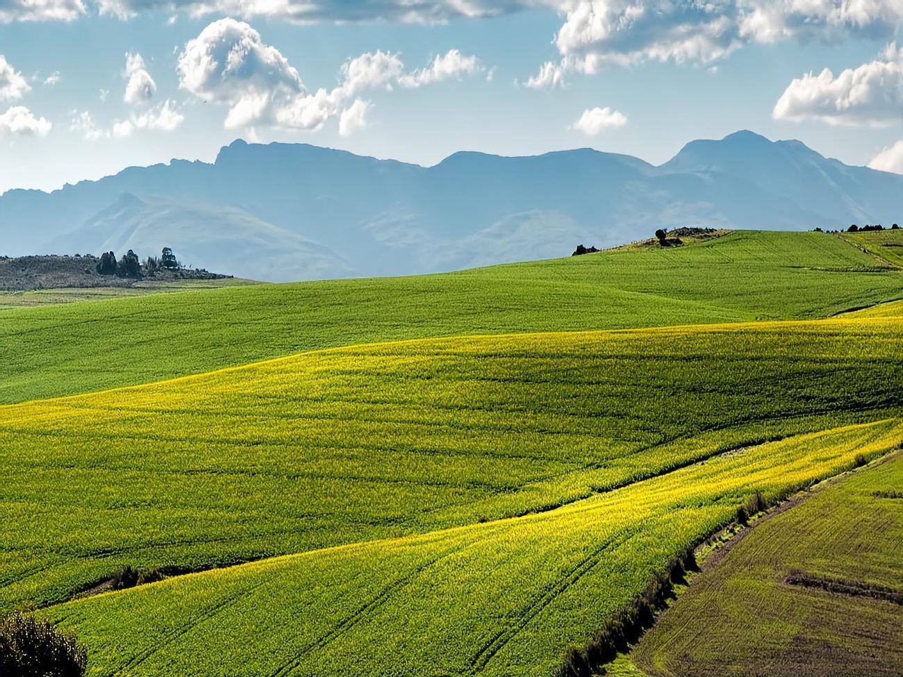 Государственные земли будут продаваться через аукционы, сказал Высоцкий