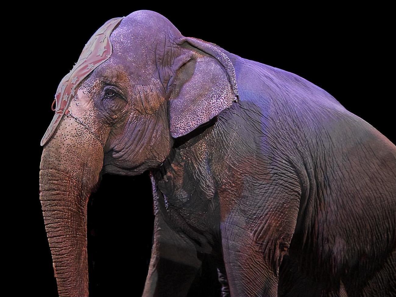 Суд счел, что одесский цирк нарушил закон &ldquo;О защите животных от жестокого обращения&rdquo;