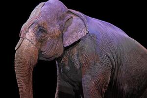 Суд визнав, що одеський цирк порушив закон "Про захист тварин від жорстокого поводження"