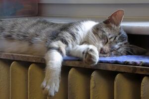 Соколовська запевнила, що субсидії отримають усі, хто їх потребує