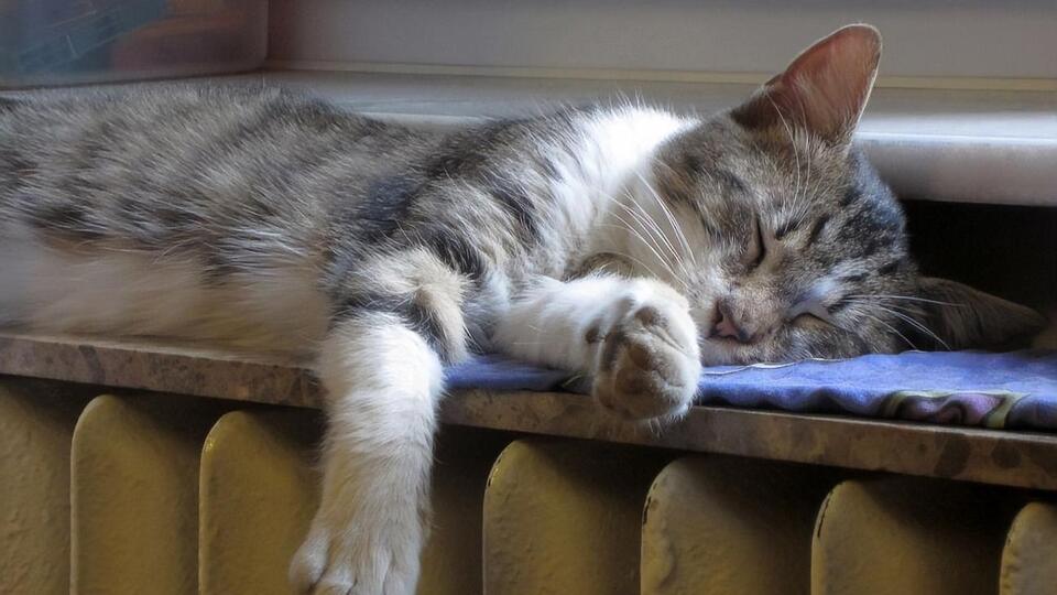 Соколовская заверила, что субсидии получат все, кто в них нуждается