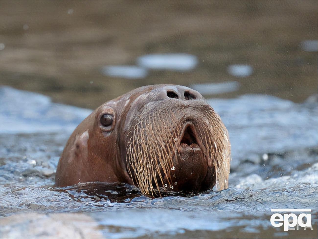 Лодку повредил морж