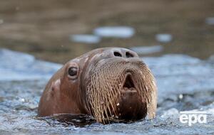 Лодку повредил морж