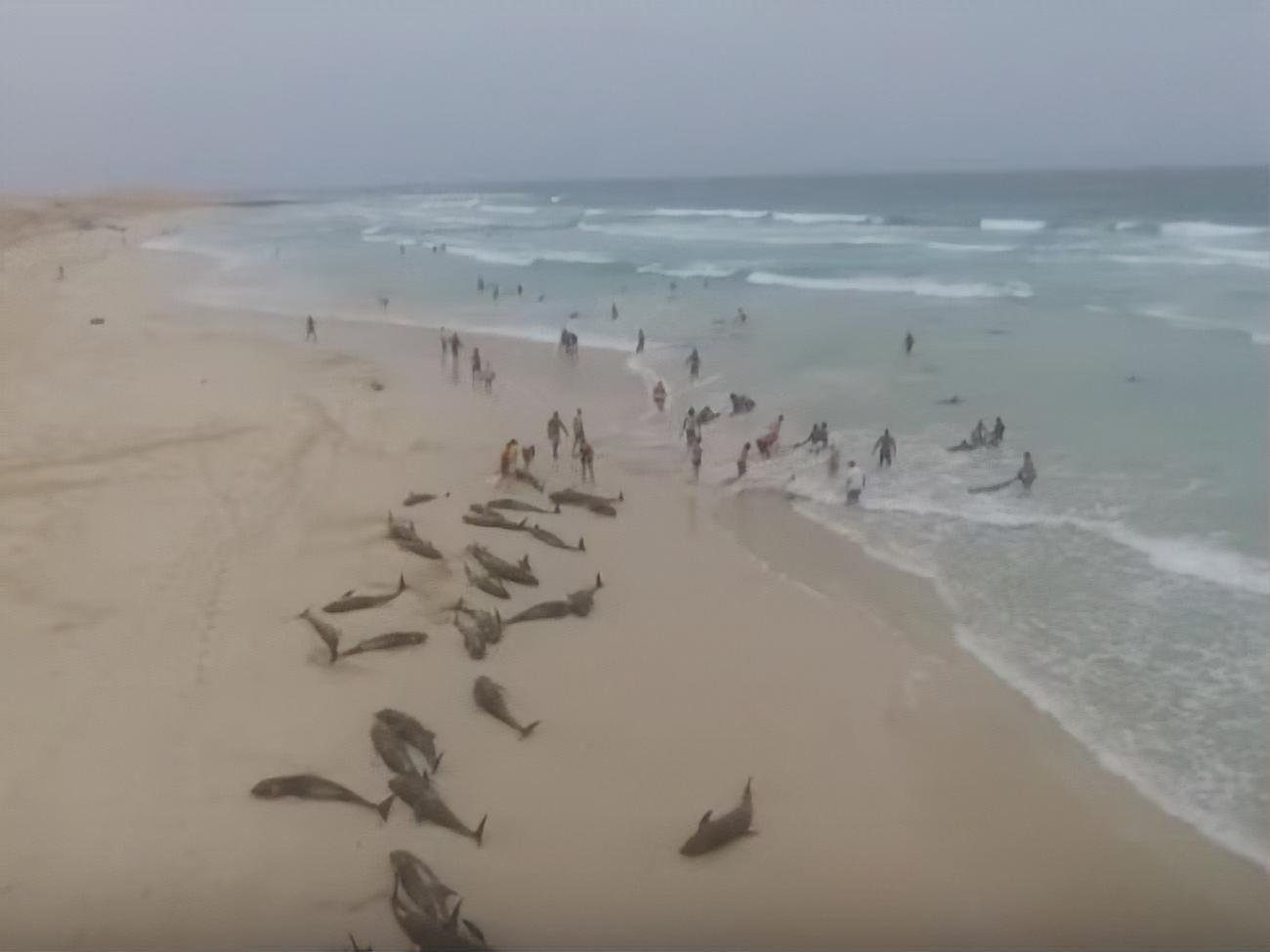 Спасти удалось только треть выбросившихся на берег дельфинов
