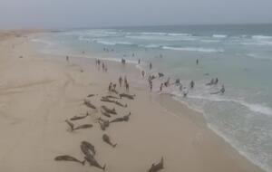 Спасти удалось только треть выбросившихся на берег дельфинов