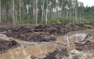 Леса повреждены, по данным Гослесагентства, в четырех областях, где добывают янтарь