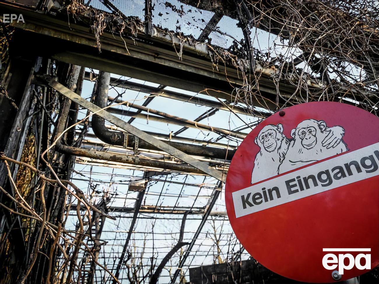 Из-за пожара погибло около 30 обезьян