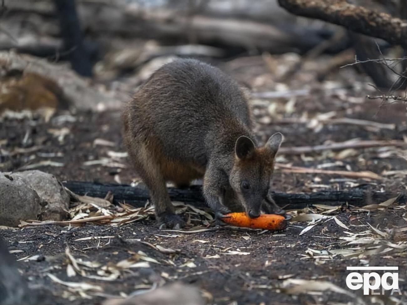 Унаслідок пожеж в Австралії загинули тисячі тварин