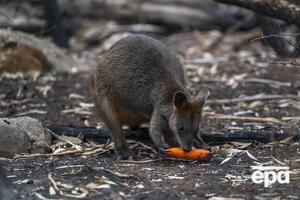 Унаслідок пожеж в Австралії загинули тисячі тварин