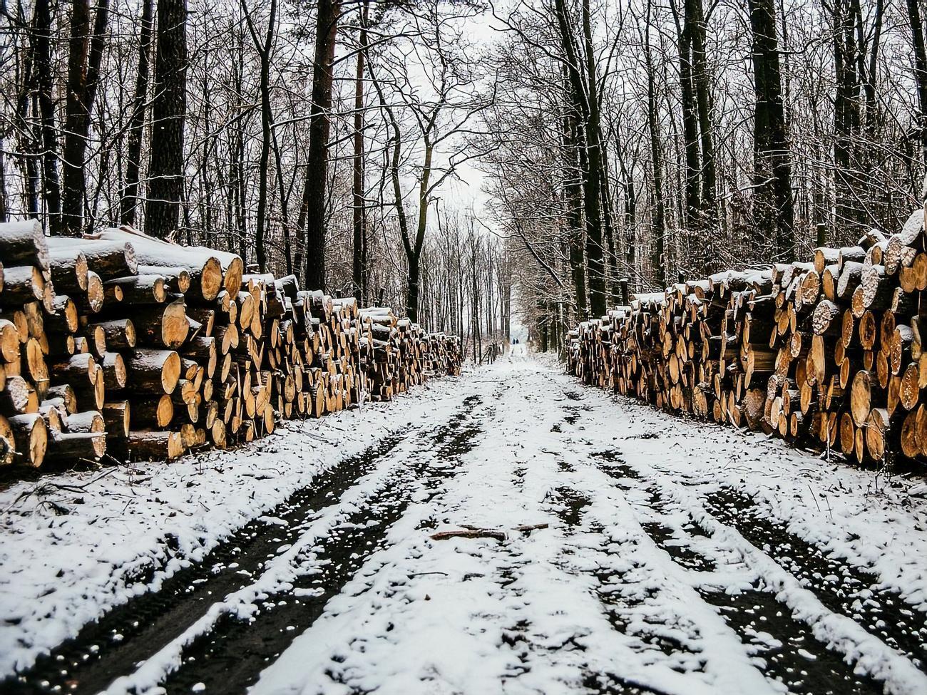 Правительство Украины намерено ужесточить контроль за вырубкой леса