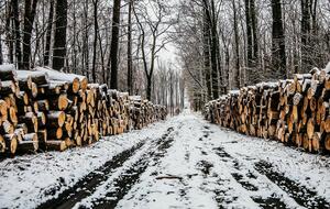 Правительство Украины намерено ужесточить контроль за вырубкой леса