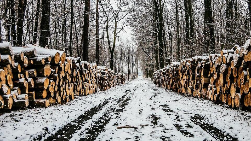 Правительство Украины намерено ужесточить контроль за вырубкой леса
