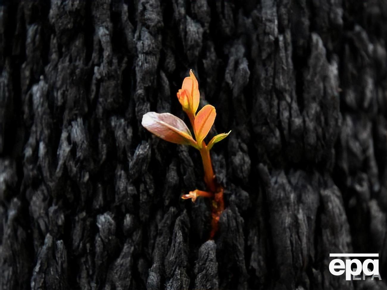 В сгоревших лесах Австралии прорастают деревья. Фоторепортаж