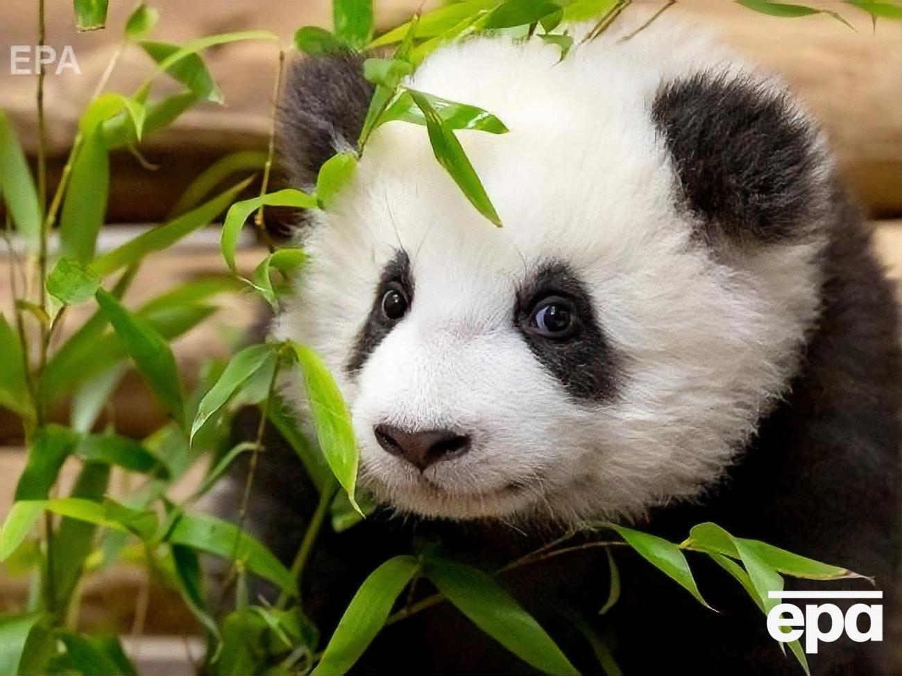 Дитинча панди змогло спуститися дерев'яною драбиною