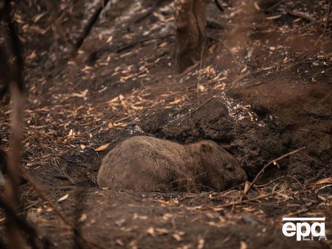 Последствия лесных пожаров в Австралии. Фоторепортаж