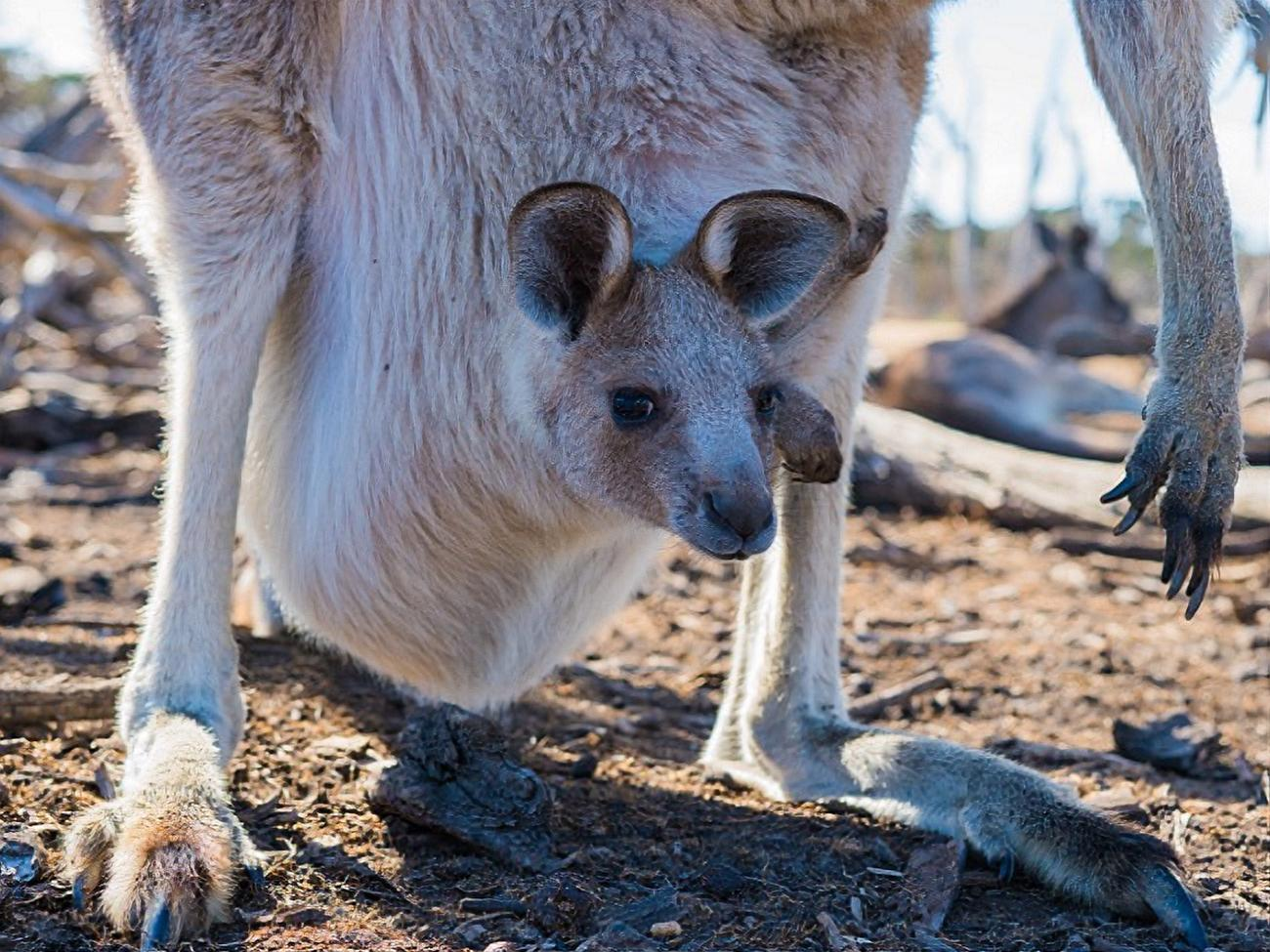 Охотники уничтожают кенгуру в коммерческих целях