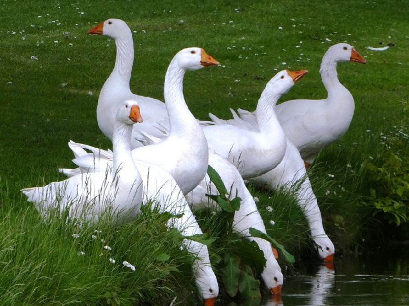 Птичий грипп является инфекционным вирусным заболеванием птиц