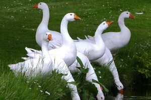 Птичий грипп является инфекционным вирусным заболеванием птиц