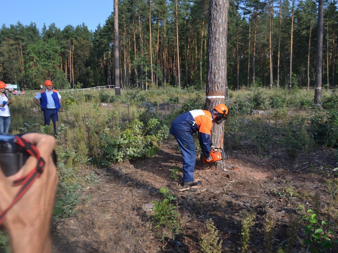 Завершить онлайн-карту вырубок планируют в течение нескольких месяцев