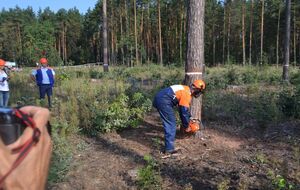 Завершить онлайн-карту вырубок планируют в течение нескольких месяцев