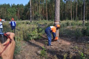 Завершить онлайн-карту вырубок планируют в течение нескольких месяцев