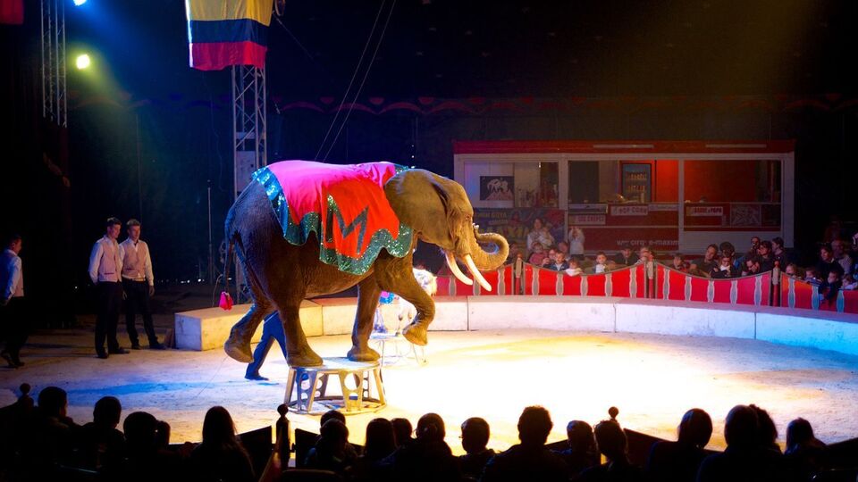 Мінкульт хоче переселити тварин із державних цирків у екопарки та екопритулки