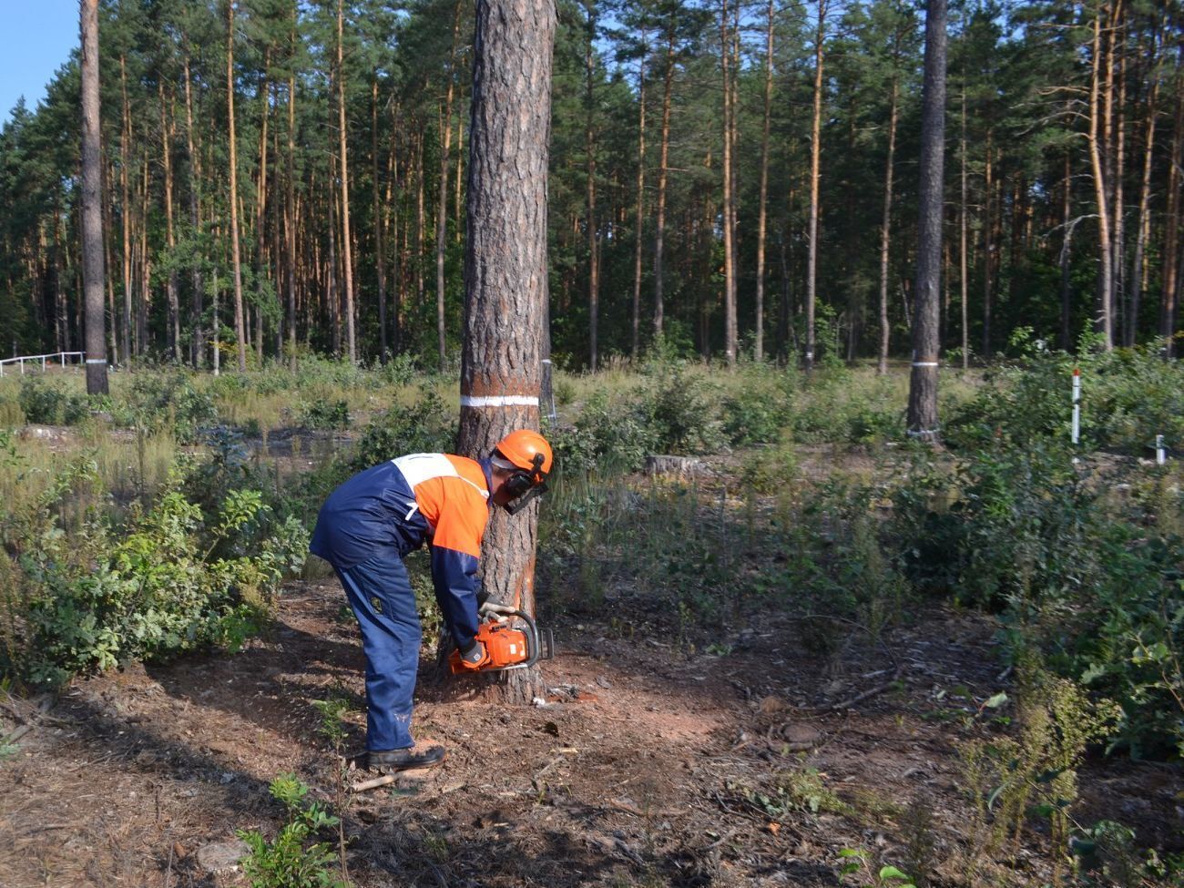 Заблоцкий заявил, что Сыса допустил незаконные вырубки