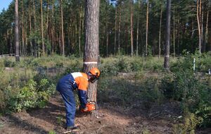 Заблоцкий заявил, что Сыса допустил незаконные вырубки