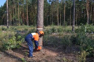 Заблоцкий заявил, что Сыса допустил незаконные вырубки