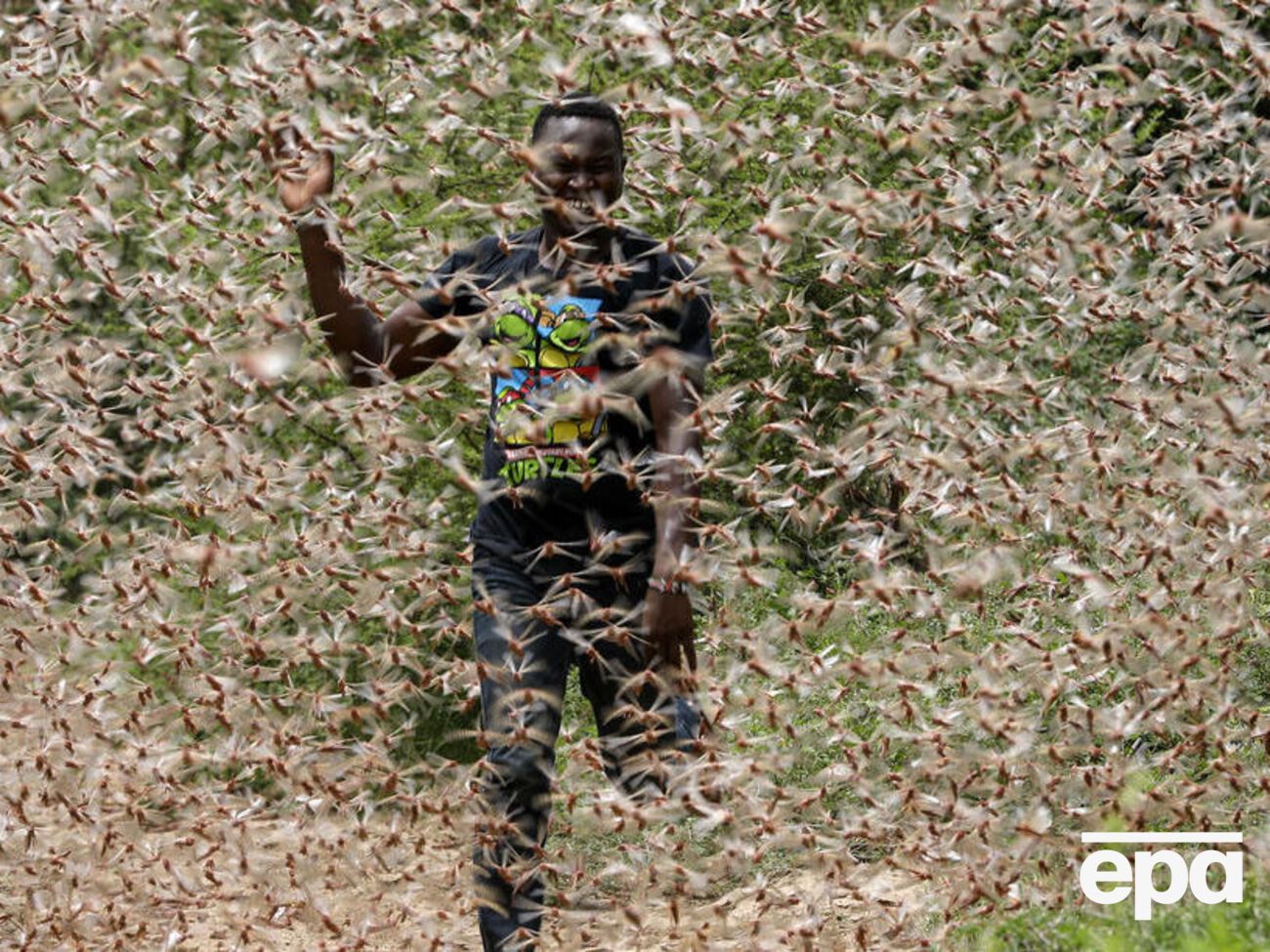 В Восточной Африке – беспрецедентное нашествие саранчи. Фоторепортаж